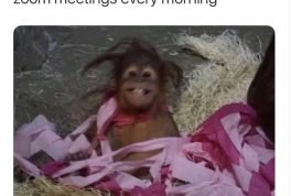 Me waking up 30 seconds before my zoom meeting every morning monkey meme