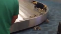 Crabs at baggage claim