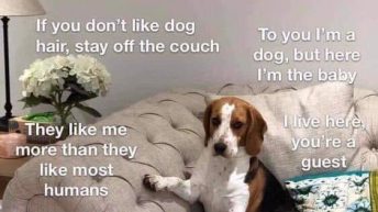 When you visit my house please remember dog meme