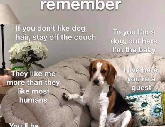 When you visit my house please remember dog meme