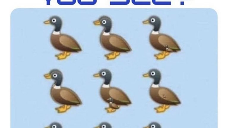How many ducks do you see