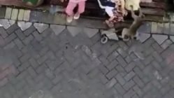 monkey tries to kidnap baby