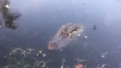 Man attempts to feed alligator