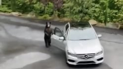 Bear tries to get into Mercedes