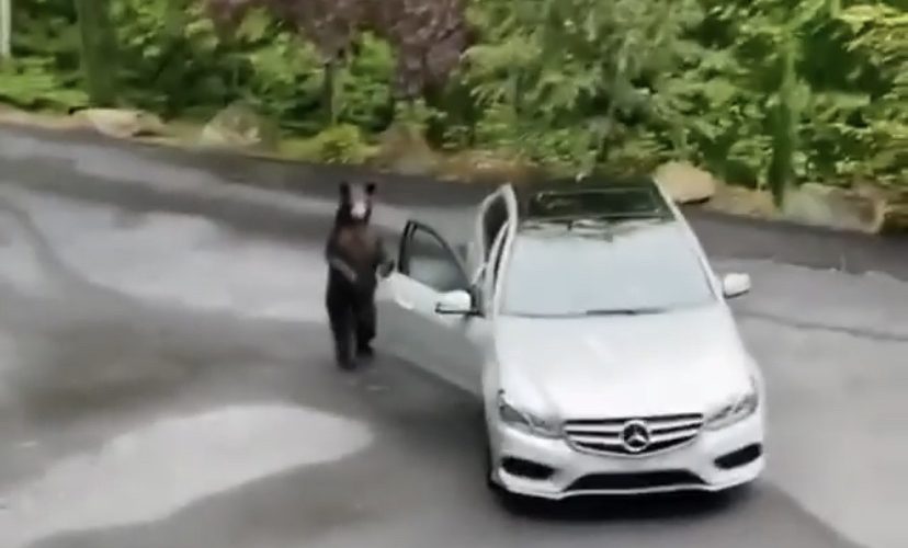 Bear tries to get into Mercedes