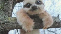 Photogenic baby sloth meme