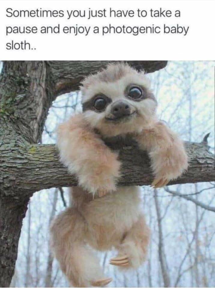 Photogenic baby sloth meme