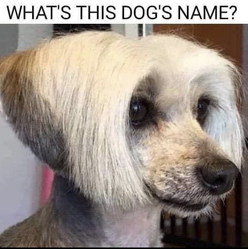 What S This Dog S Name Something To Laugh At
