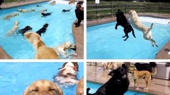 Dog pool party meme