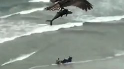 Bird picks up shark