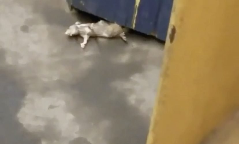 New York rat snatched up