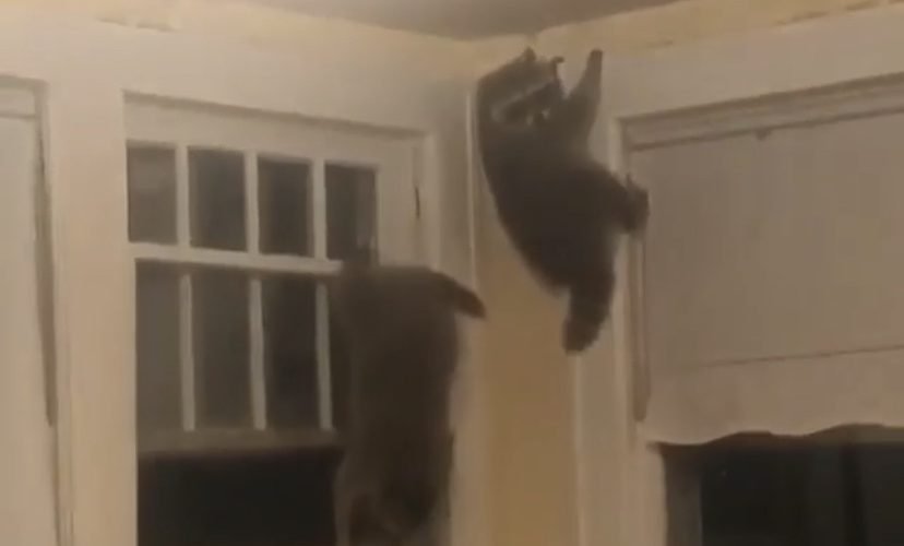Raccoons get caught inside house