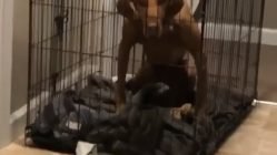 Dog is mad about being put in cage