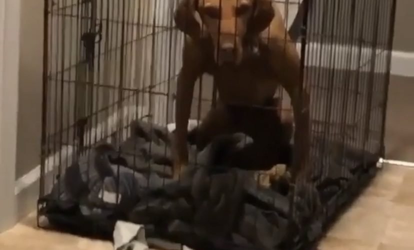 Dog is mad about being put in cage