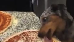 Dog licking pizza