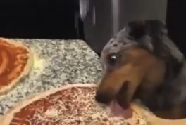 Dog licking pizza