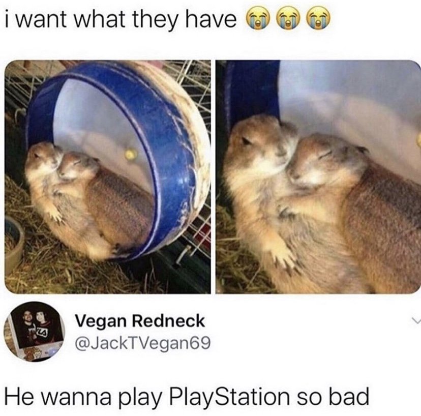 He wanna play Playstation so bad hamster