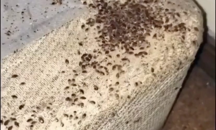 Bed bugs in mattress