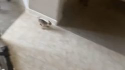 African Aunt running from small dog