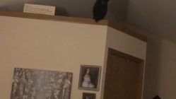 Cat jumps into ceiling fan