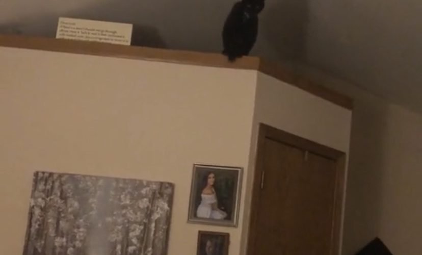 Cat jumps into ceiling fan