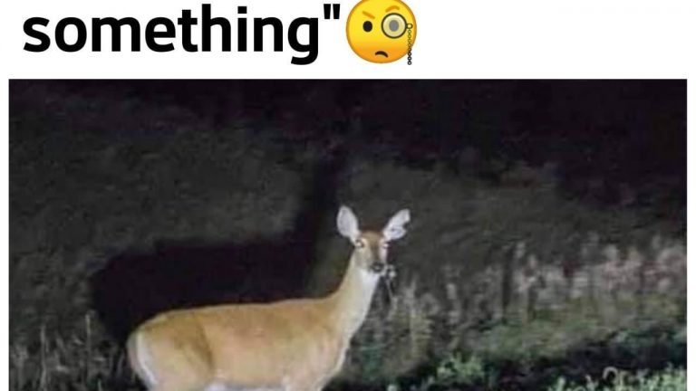 deer running onto highway meme