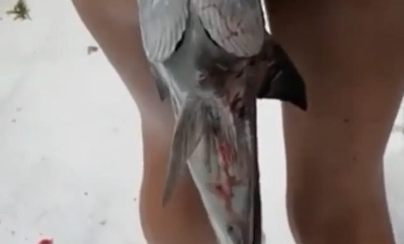 Woman gets bit by fish
