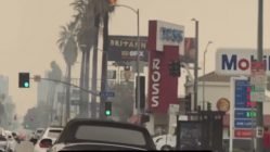 Palm tree on fire in Hollywood