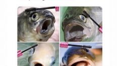 Girls putting on mascara fish meme