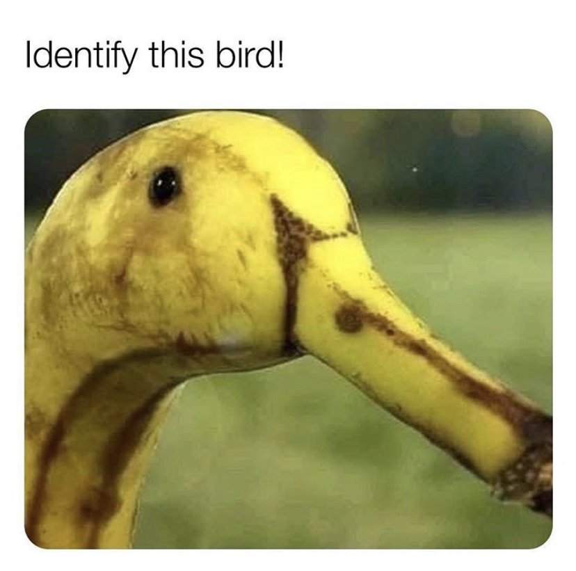 Identify this bird meme