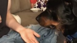 Dog doesn't want nails clipped