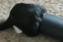 Cat gets stuck in tube