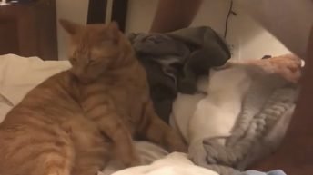 Cat owner bathes cat