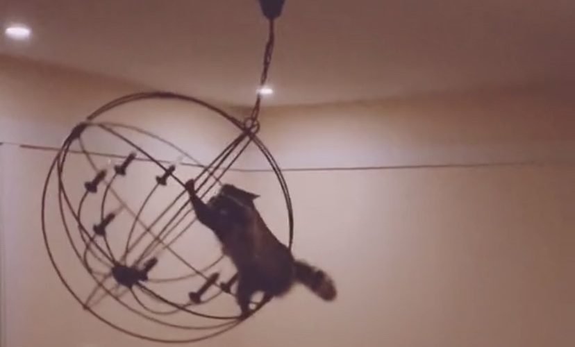 Raccoon swings from a chandelier
