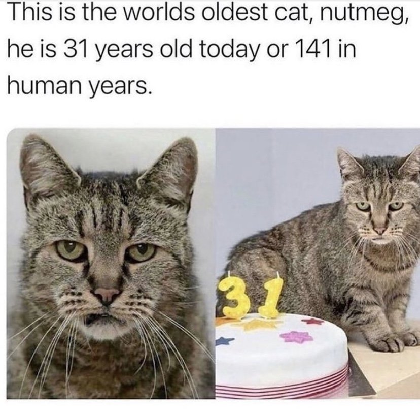 This is the world's oldest cat Nutmeg meme