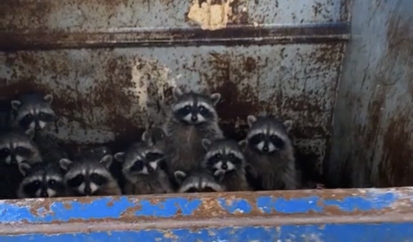 Group of raccoons caught in the dumpster