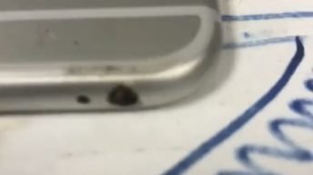 Bed bugs in iPhone
