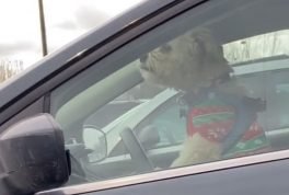 Dog honks car horn