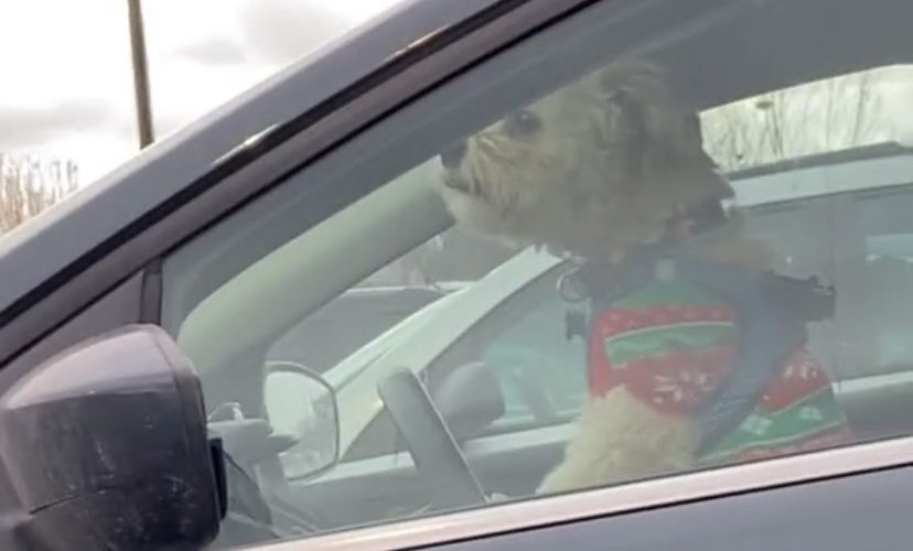 Dog honks car horn