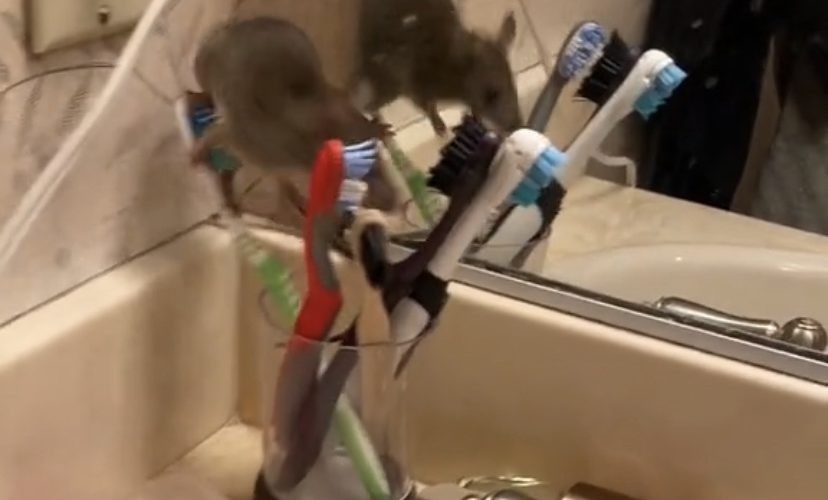 Mouse caught in bathroom