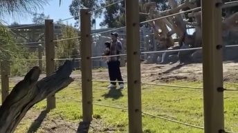 Man jumps into San Diego elephant enclosure