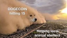 Dogecoin hitting $1 vs helping local animal shelter meme