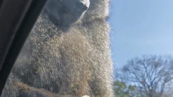 A monkey has some fun while sitting on a car