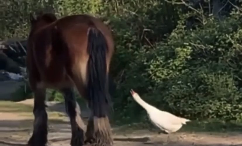 Goose pulls horse tail and gets a surprise