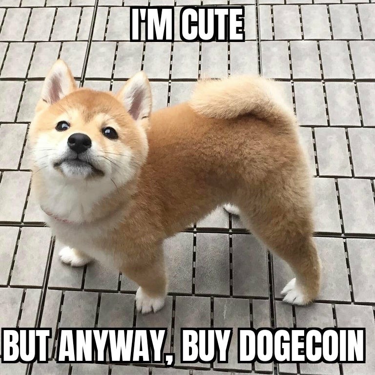 I'm cute by anyway, buy dogecoin meme