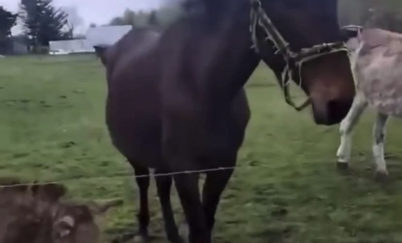 Donkey laughs at dog touching electric fence