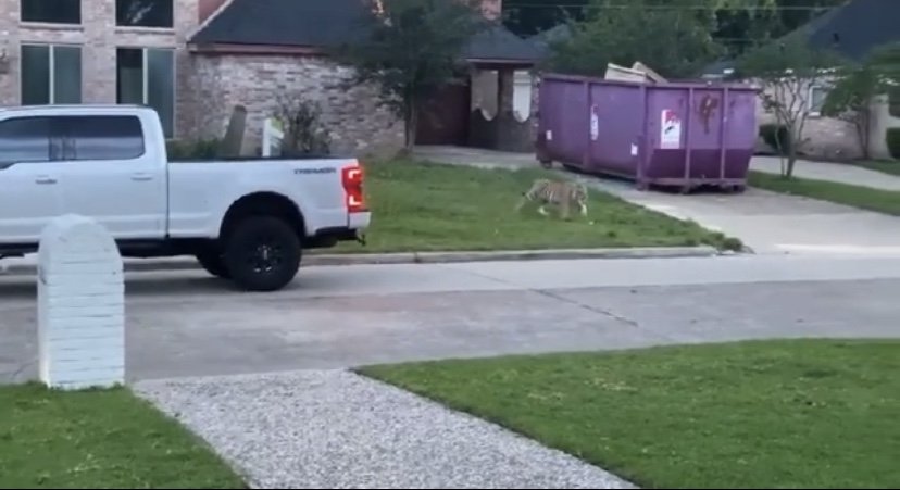 Tiger roams Texas neighborhood