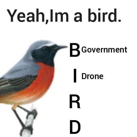 Yeah, I'm a bird government drone meme