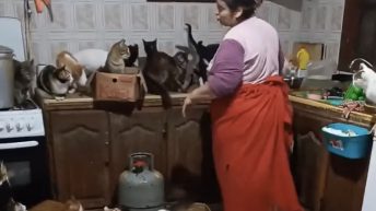 A woman was filmed in her kitchen with a large number of cats that she has as pets in her house.