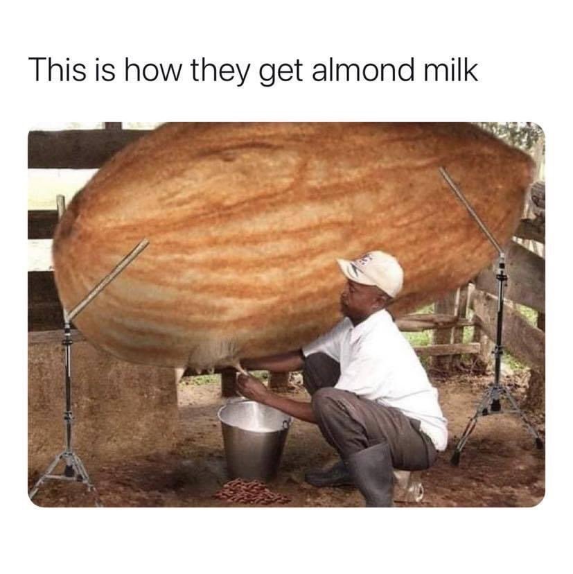 This is how they get almond milk meme